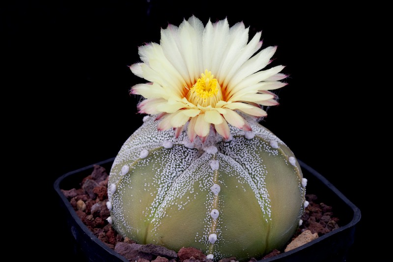 Astrophytum asterias x coahuilense 