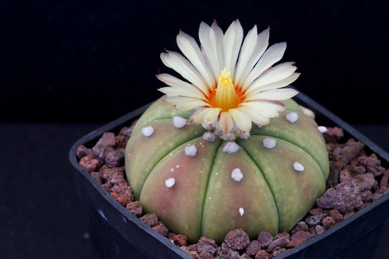 Astrophytum asterias v. nudum 