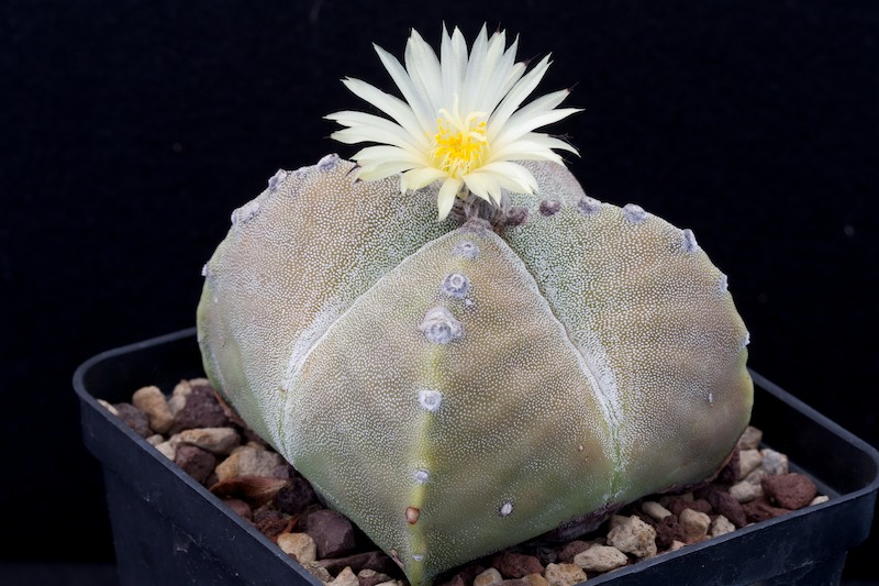 Astrophytum myriostigma f. quadricostatum 