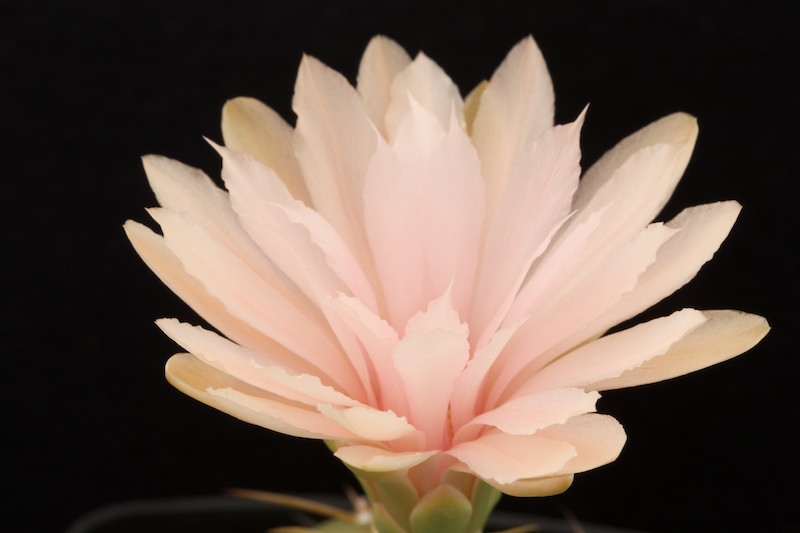 Gymnocalycium horstii v. buenekeri 