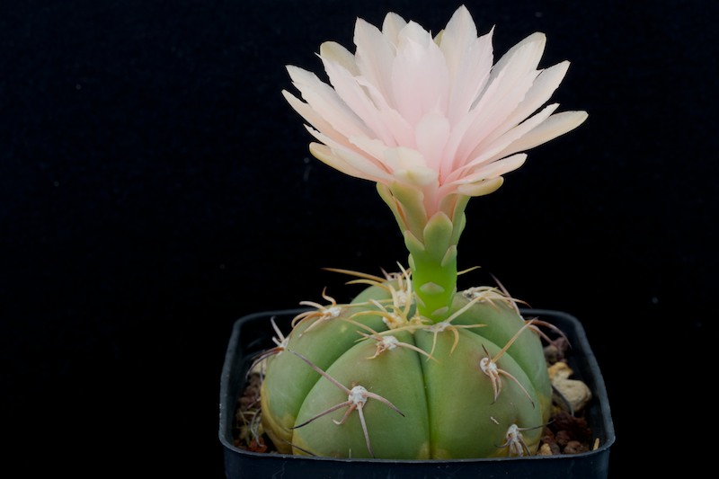 Gymnocalycium horstii v. buenekeri 