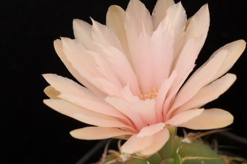 Gymnocalycium horstii v. buenekeri 