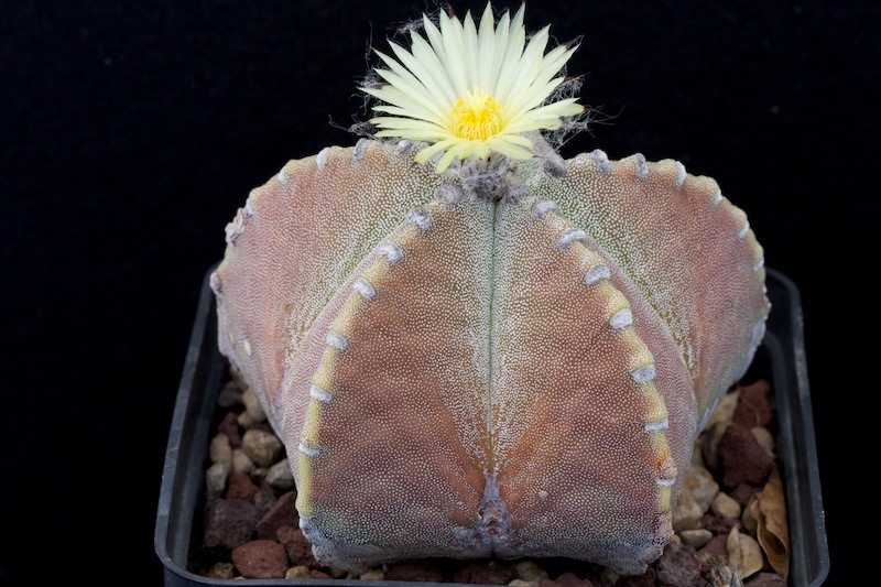 astrophytum myriostigma v. jaumavense