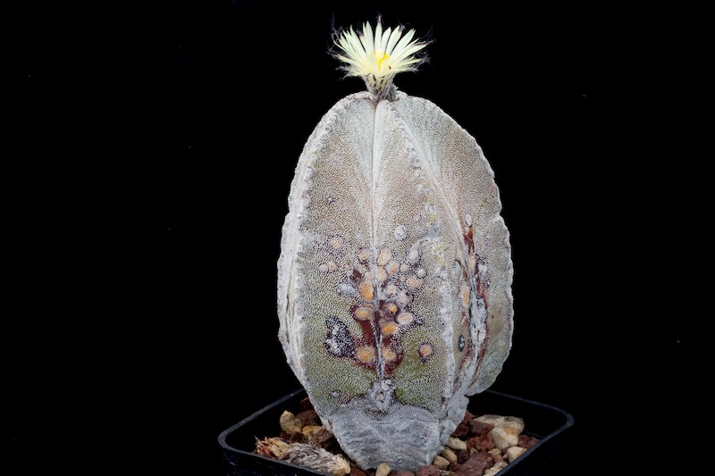 Astrophytum myriostigma v. columnare 