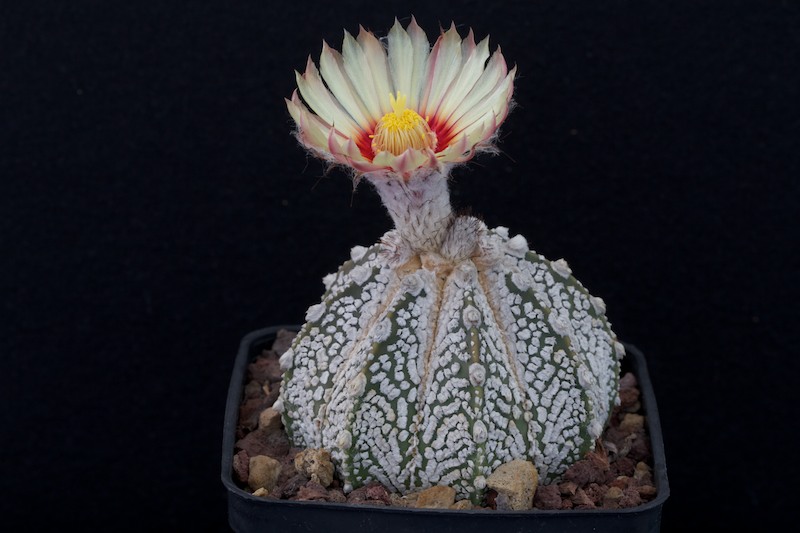 astrophytum asterias cv. super kabuto x senile v. aureum