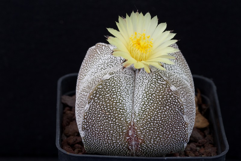 Astrophytum myriostigma f. quadricostatum cv. Onzuka 