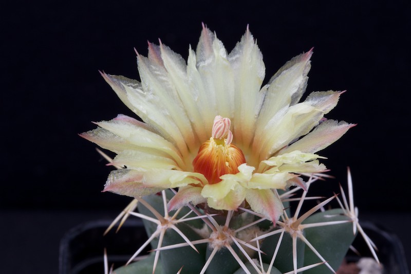 Coryphantha robustispina ssp. scheeri SB 843