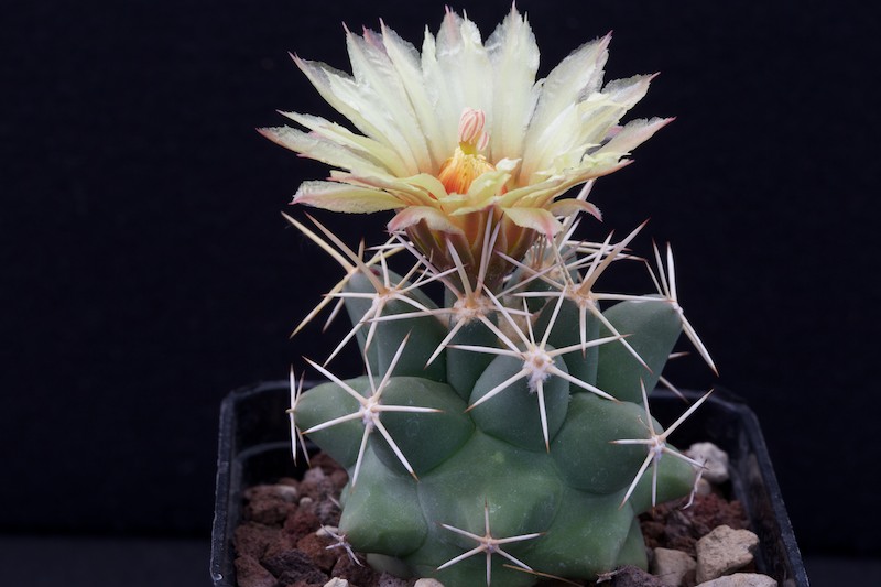 Coryphantha robustispina ssp. scheeri SB 843