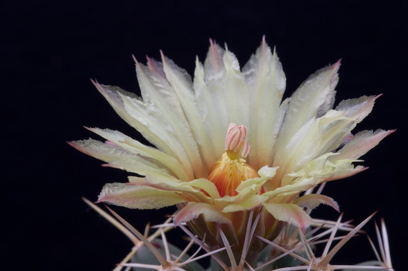 Coryphantha robustispina ssp. scheeri 