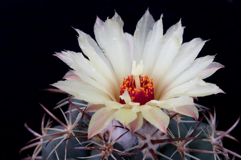 Coryphantha longicornis 