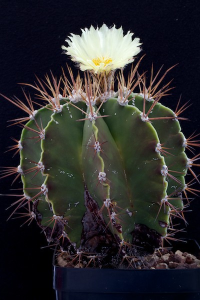 Astrophytum ornatum 