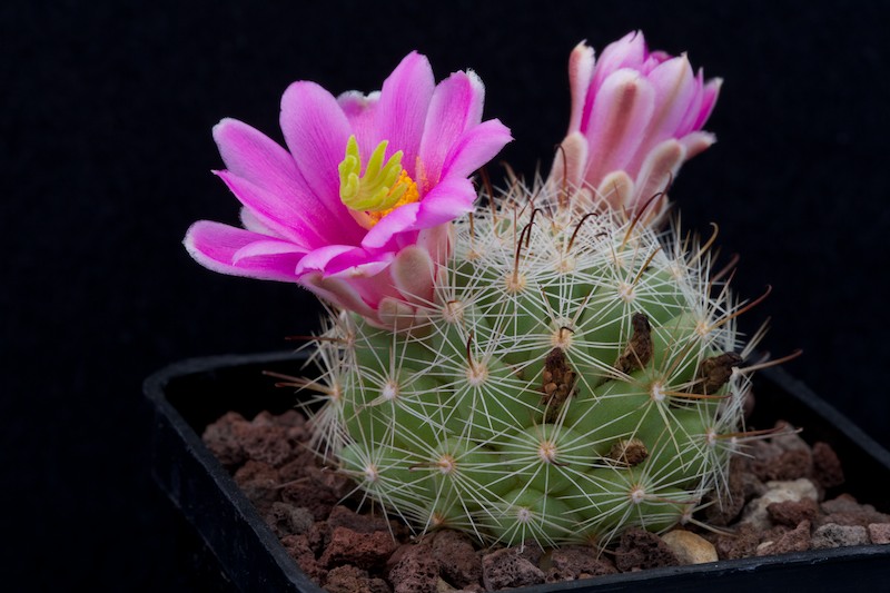 Mammillaria insularis 