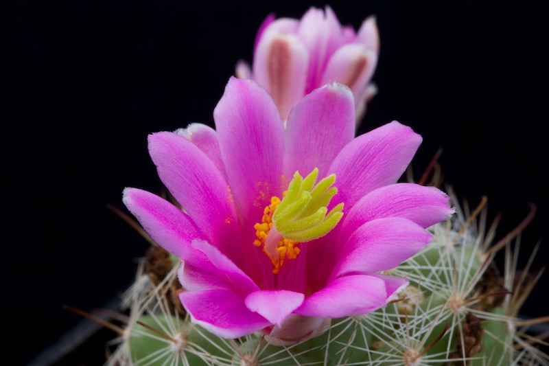 Mammillaria insularis 