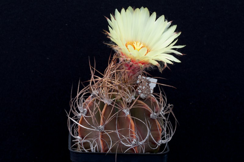 Astrophytum capricorne v. senile 