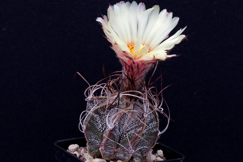 Astrophytum capricorne SB 331