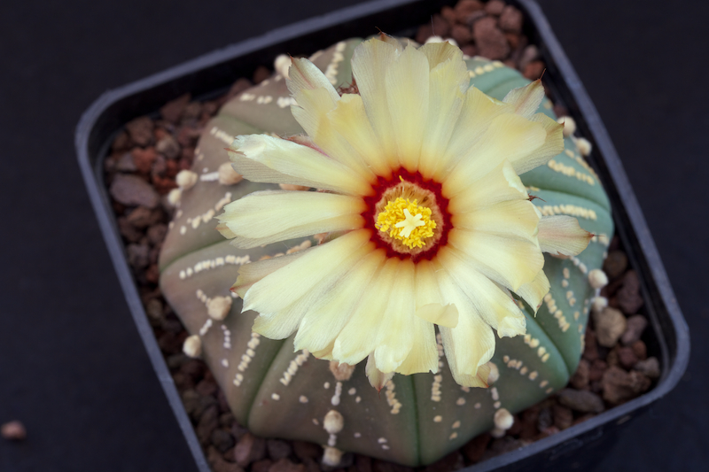 Astrophytum asterias cv. super kabuto 