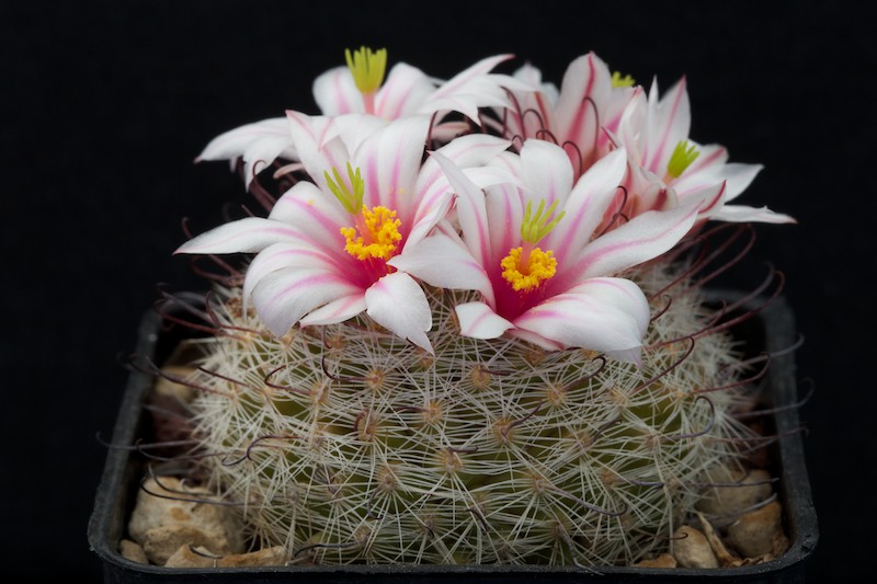 Mammillaria grahamii 