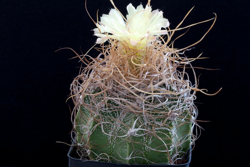 Astrophytum capricorne cv. crassispinoides 