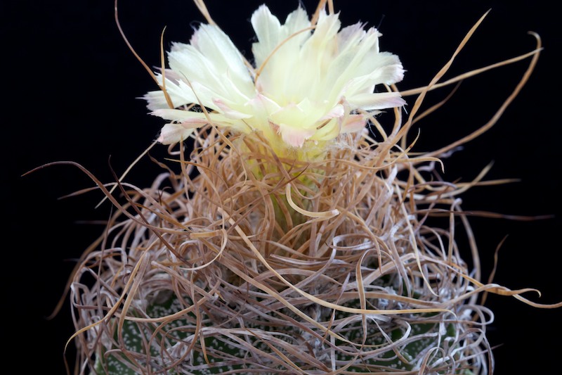 Astrophytum capricorne cv. crassispinoides 