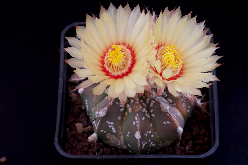 Astrophytum capricorne v. aureum x asterias cv. super kabuto 