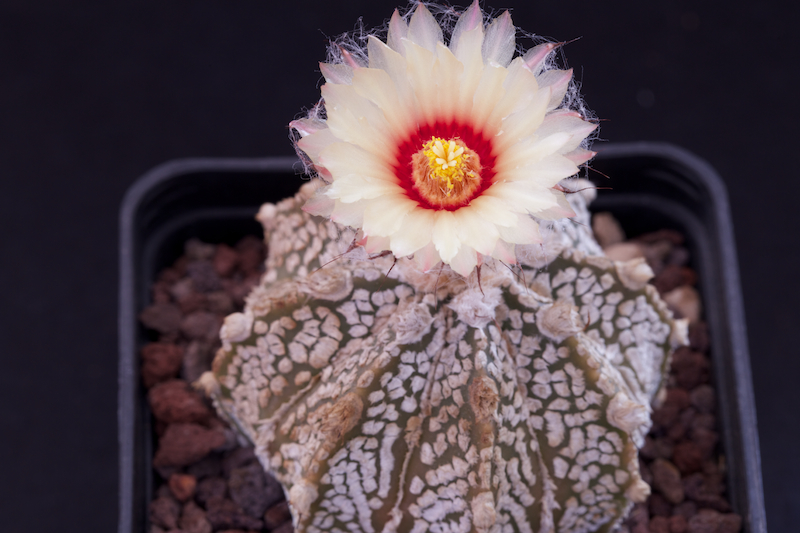 Astrophytum asterias cv. super kabuto x senile 