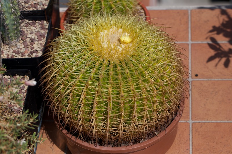 Echinocactus grusonii 