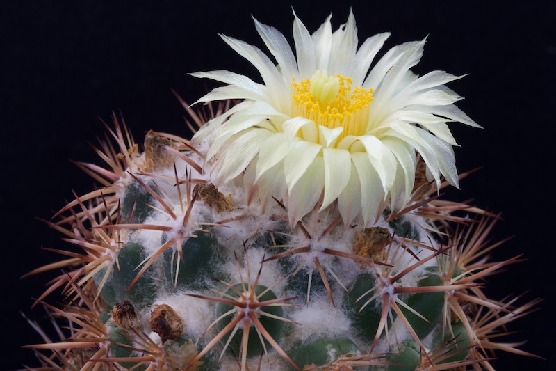 Coryphantha guerkeana 