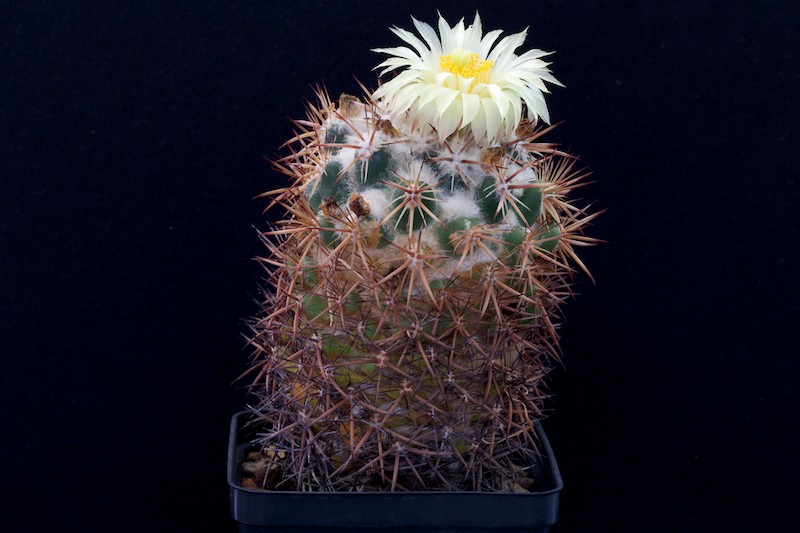 Coryphantha guerkeana 