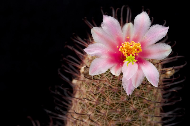 Mammillaria microcarpa SB 147