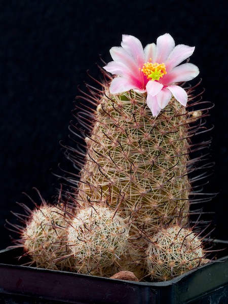 Mammillaria microcarpa SB 147