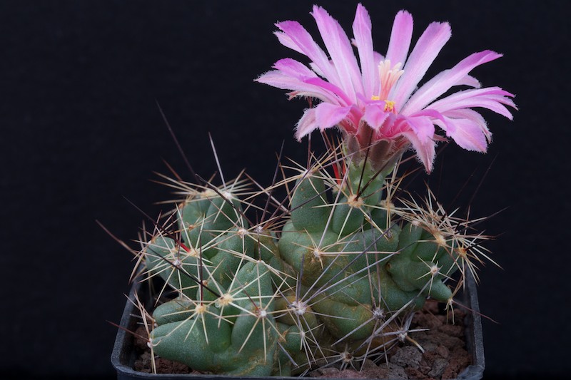 Coryphantha macromeris ssp. runyonii 