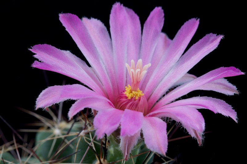 Coryphantha macromeris ssp. runyonii 