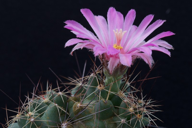 Coryphantha macromeris ssp. runyonii 