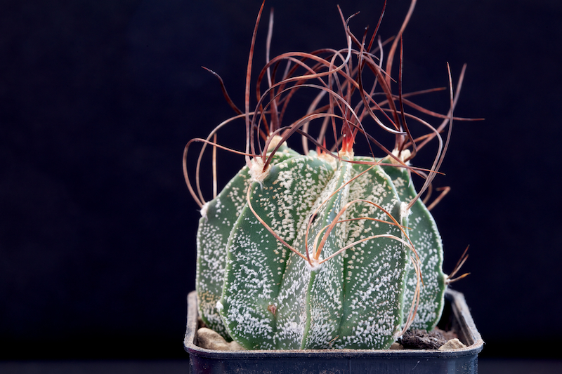 Astrophytum capricorne SB 331