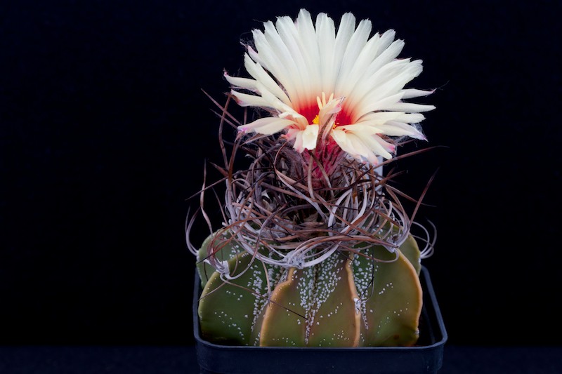 Astrophytum capricorne 