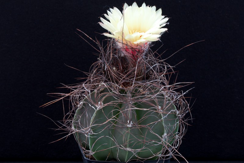 Astrophytum capricorne v. senile 