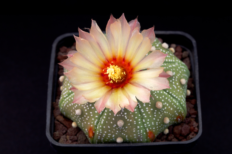 Astrophytum asterias cv. star shape 