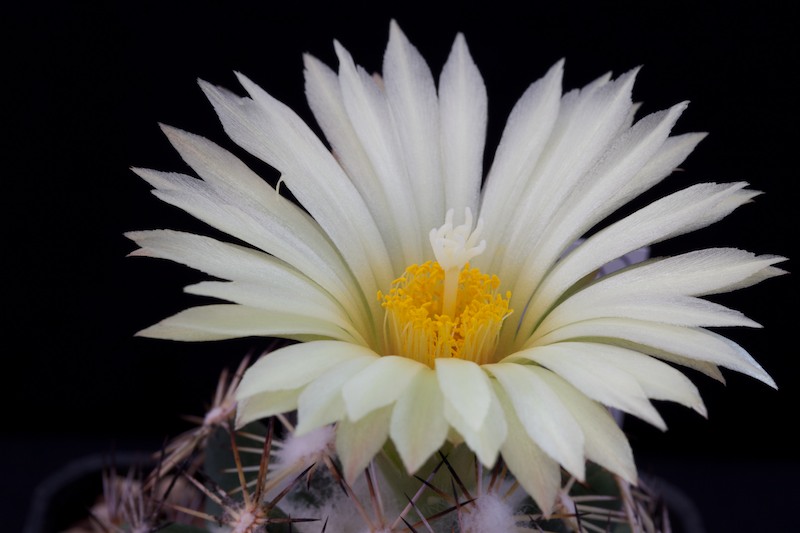 Coryphantha cornifera 