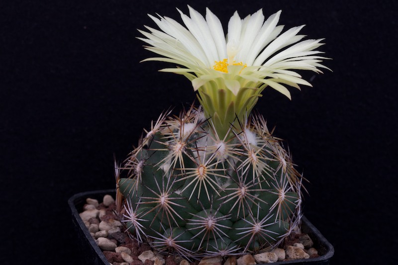 Coryphantha cornifera 