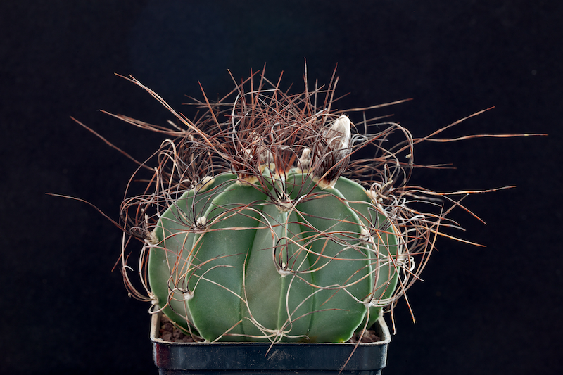 Astrophytum capricorne v. senile 