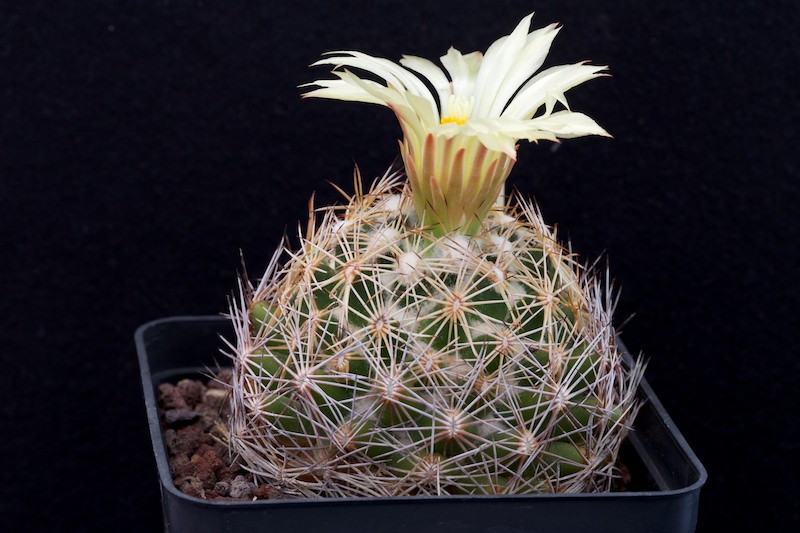 Coryphantha retusa 