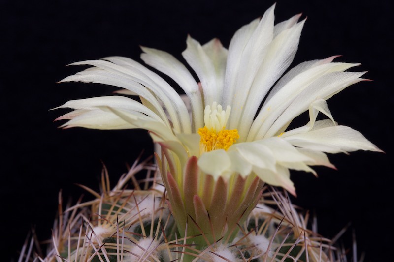 Coryphantha retusa 