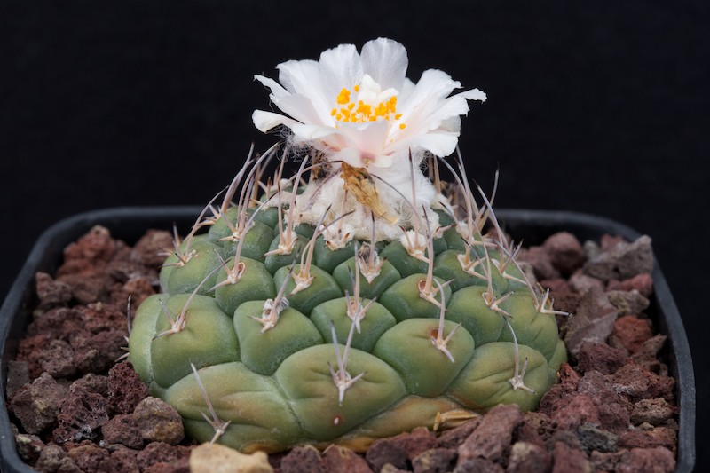 Turbinicarpus lophophoroides MZ 462