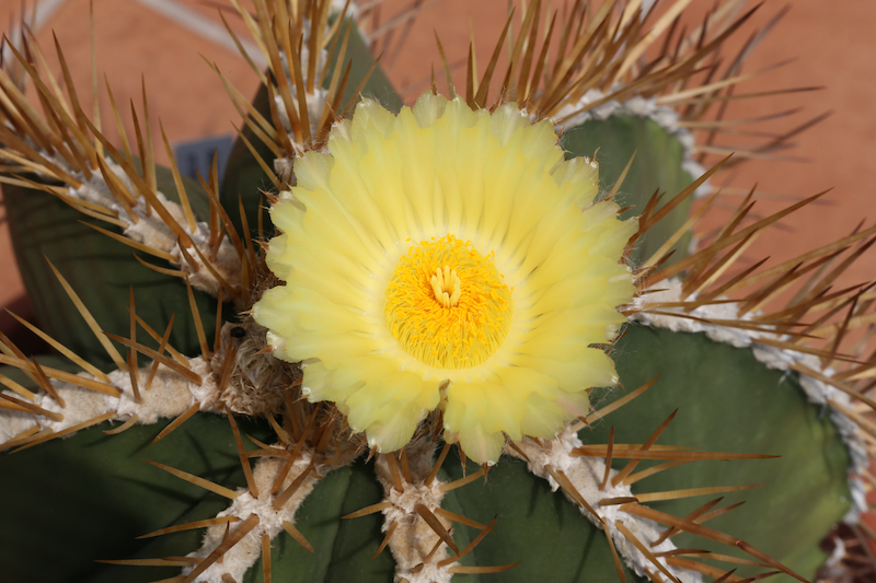 Astrophytum ornatum 