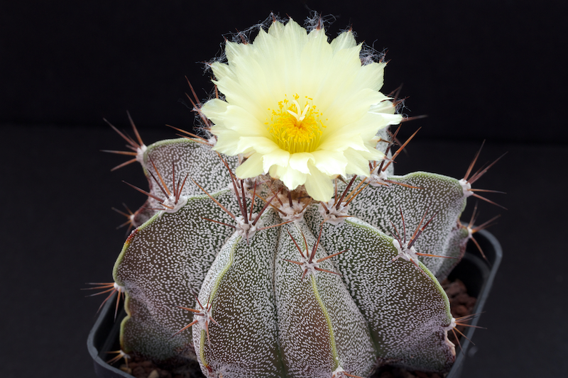 Astrophytum ornatum v. mirbelii 