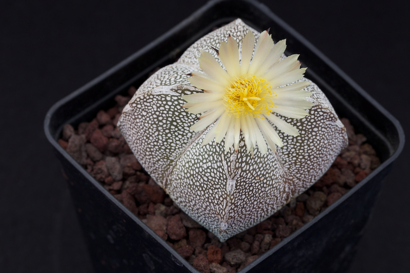 Astrophytum myriostigma f. quadricostatum cv. onzuka 