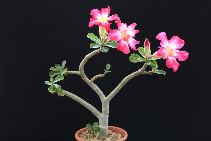 Adenium obesum 