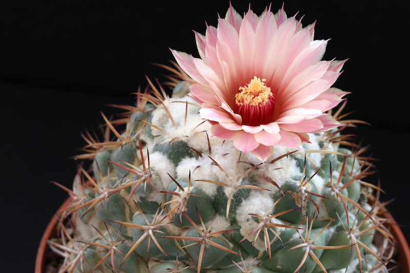 Coryphantha elephantidens 