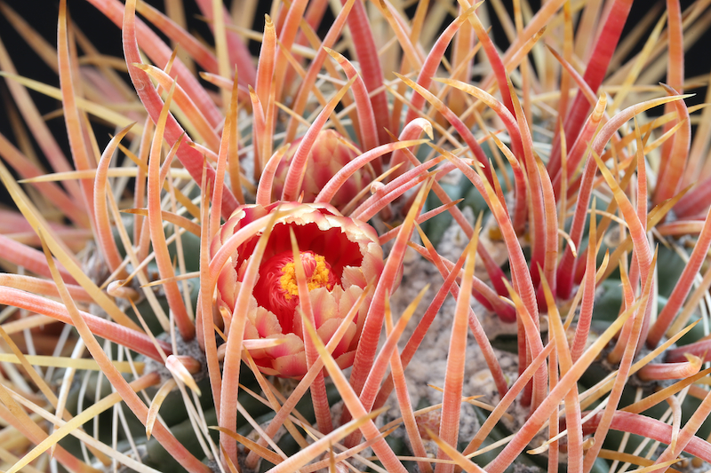 Ferocactus acanthodes x chrysacanthus 