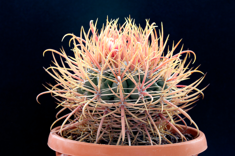 Ferocactus acanthodes x chrysacanthus 